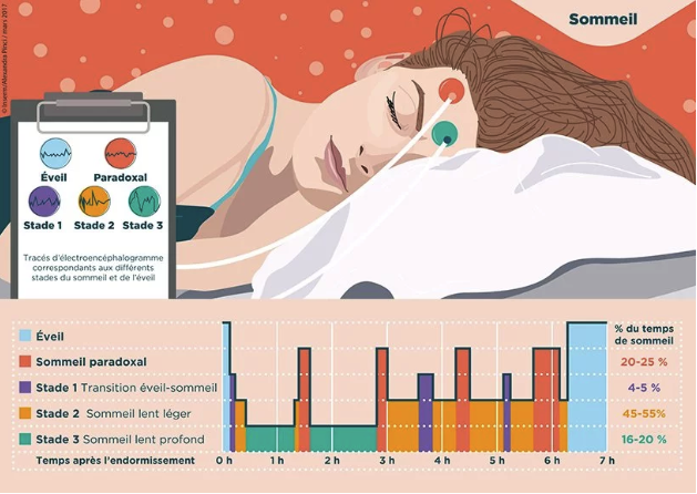 Les phases du sommeil illustrées — Dormez Zen