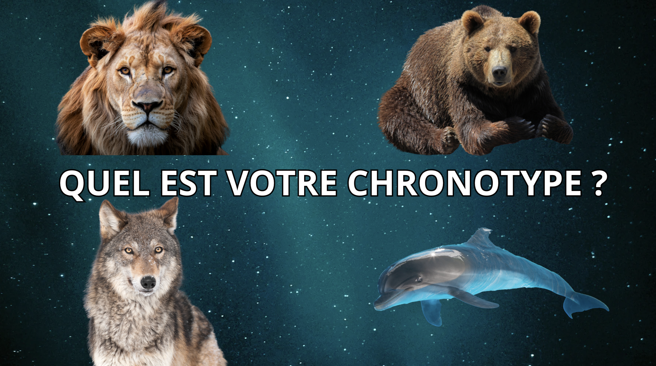 Test chronotype animal gratuit Lion Ours Loup Dauphin — Dormez Zen