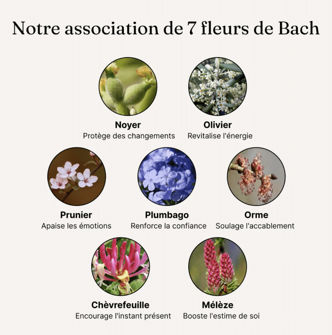 Flacon complexe fleurs de Bach ménopause Maison Fleurs de Bach